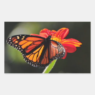 Monarch Butterfly op een Mexicaanse zonnebloempel Rechthoekige Sticker