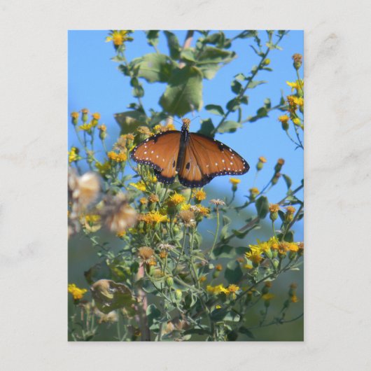 Monarch Butterfly op gele wilde bloemen Briefkaart (Voorkant)