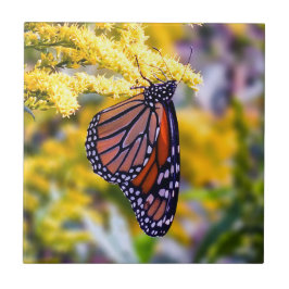 Monarch Butterfly op Goldenrod Ceramic Photo Tile Tegeltje