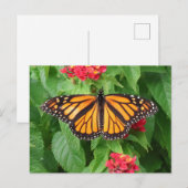 Monarch Butterfly op Lantana Blank Briefkaart (Voorkant / Achterkant)
