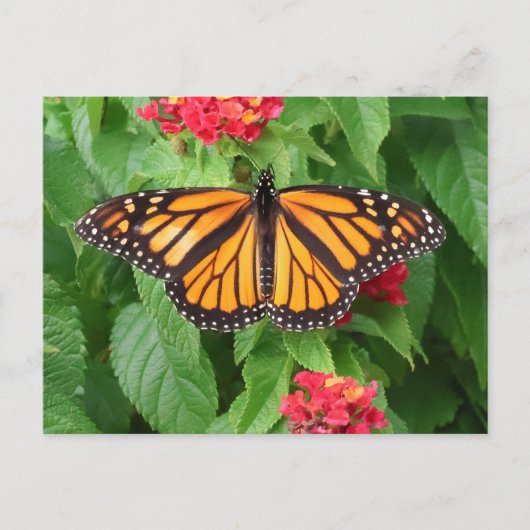 Monarch Butterfly op Lantana Blank Briefkaart (Voorkant)