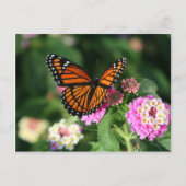 Monarch Butterfly op Lantana Flower Briefkaart (Voorkant)