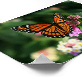 Monarch Butterfly op Lantana Flower Poster (Hoek)