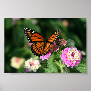 Monarch Butterfly op Lantana Flower Poster