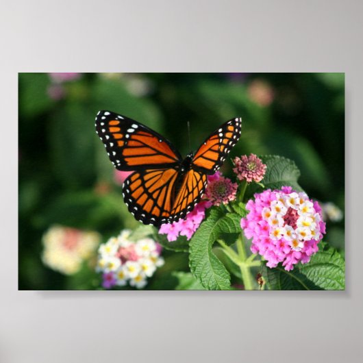 Monarch Butterfly op Lantana Flower Poster (Voorkant)