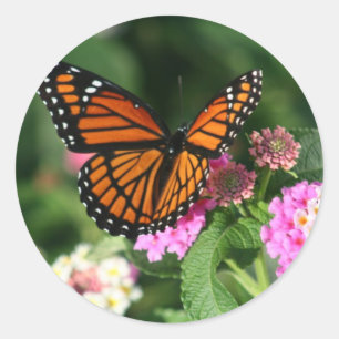 Monarch Butterfly op Lantana Flower Ronde Sticker