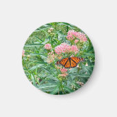 Monarch Butterfly op Milkweed Magneet (Voorkant)