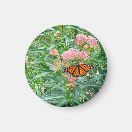 Monarch Butterfly op Milkweed Magneet
