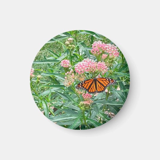 Monarch Butterfly op Milkweed Magneet (Voorkant)