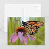 Monarch Butterfly op Paarse Coneflower Foto Briefkaart (Voorkant / Achterkant)