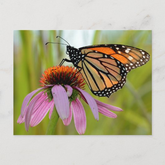 Monarch Butterfly op Paarse Coneflower Foto Briefkaart (Voorkant)