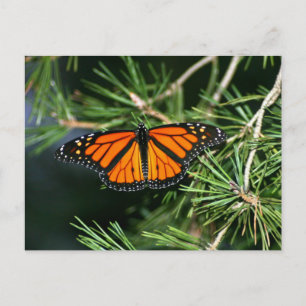 Monarch Butterfly op pine Briefkaart
