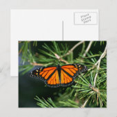 Monarch Butterfly op pine Briefkaart (Voorkant / Achterkant)