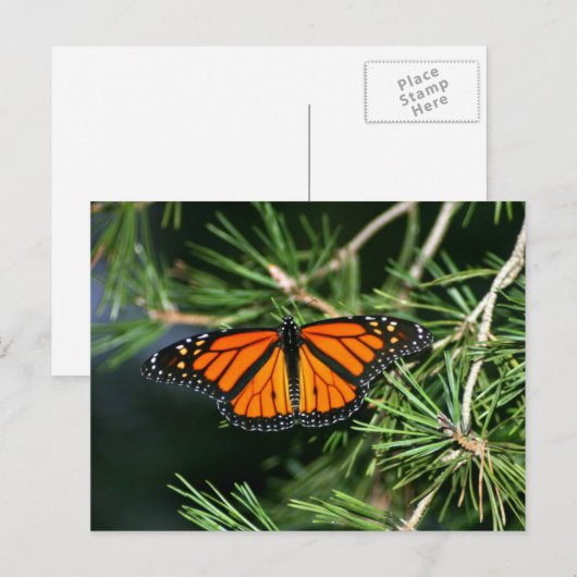 Monarch Butterfly op pine Briefkaart (Voorkant / Achterkant)