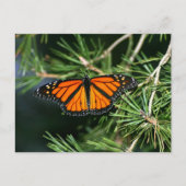 Monarch Butterfly op pine Briefkaart (Voorkant)