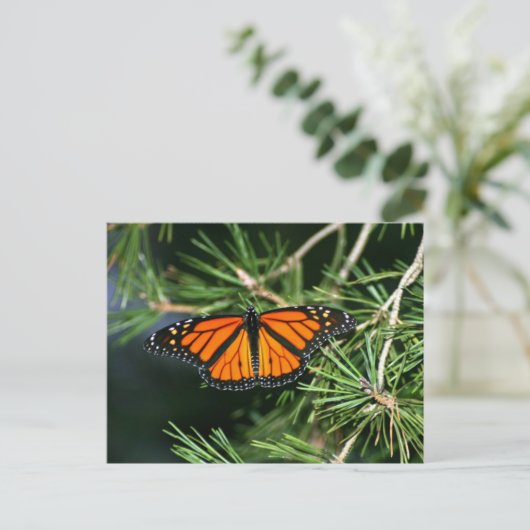 Monarch Butterfly op pine Briefkaart (Staand voorkant)