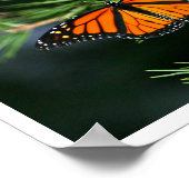 Monarch Butterfly op pine Poster (Hoek)