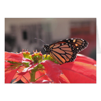 Monarch Butterfly op Poinsettia