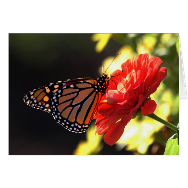 Monarch Butterfly op Red Zinnia (Voorkant Horizontaal)