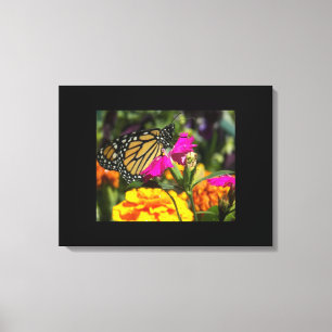 Monarch Butterfly op roze marigold Canvas Afdruk