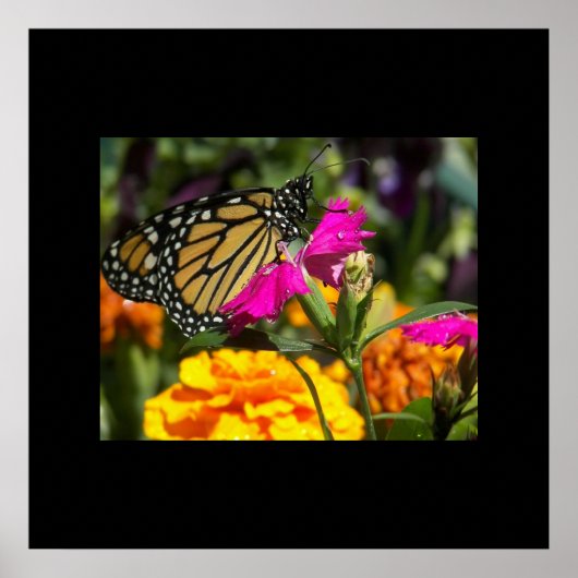 Monarch Butterfly op roze marigolfbloem Poster (Voorkant)