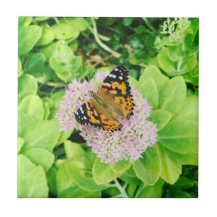 Monarch Butterfly op Stonecrop Flowers Tegeltje