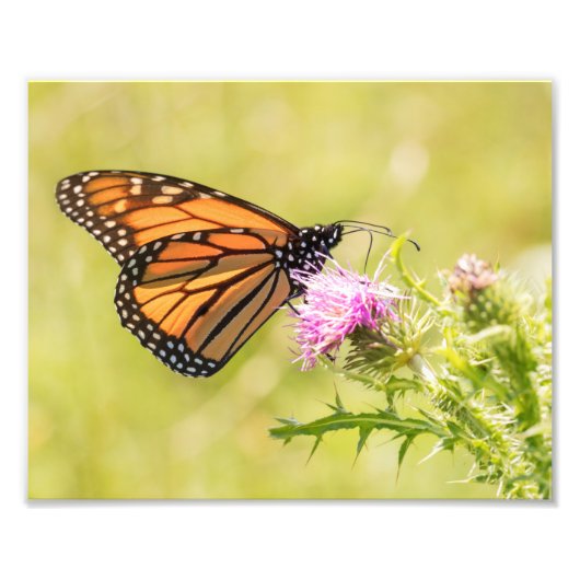 Monarch Butterfly op Thistle Foto Afdruk (Voorkant)