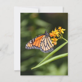 Monarch Butterfly op tropische Milkweed bloemen Briefkaart