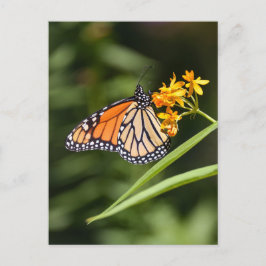 Monarch Butterfly op tropische Milkweed bloemen Briefkaart