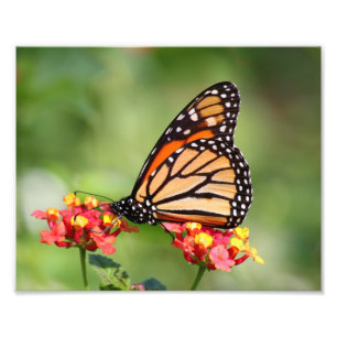 Monarch Butterfly op Two Lantana Flowers Foto Afdruk