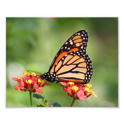 Monarch Butterfly op Two Lantana Flowers Foto Afdruk (Voorkant)
