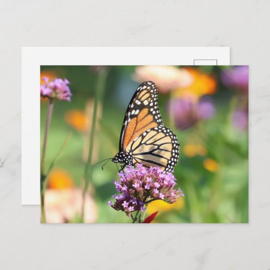 Monarch Butterfly op Verbena Blank Briefkaart (Voorkant / Achterkant)