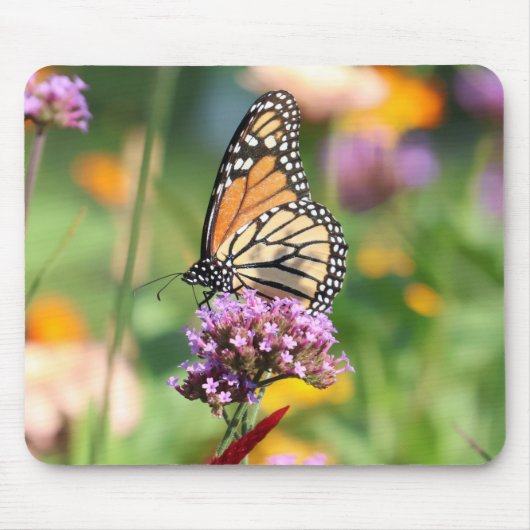 Monarch Butterfly op Verbena Muismat (Voorkant)