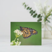 Monarch Butterfly op White Swamp Milkweed Briefkaa Briefkaart (Staand voorkant)