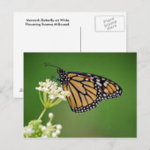 Monarch Butterfly op White Swamp Milkweed Briefkaa Briefkaart (Voorkant / Achterkant)