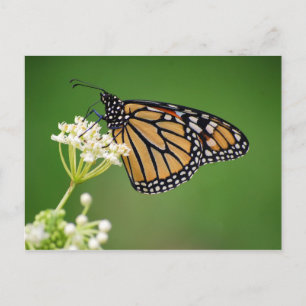 Monarch Butterfly op White Swamp Milkweed Briefkaa Briefkaart