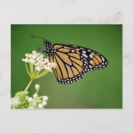 Monarch Butterfly op White Swamp Milkweed Briefkaa Briefkaart