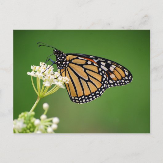 Monarch Butterfly op White Swamp Milkweed Briefkaa Briefkaart (Voorkant)