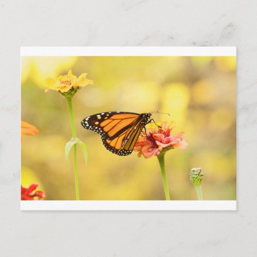 Monarch Butterfly op Zinnia Briefkaart (Voorkant)