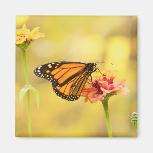Monarch Butterfly op Zinnia Magneet