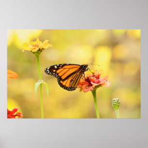 Monarch Butterfly op Zinnia Poster