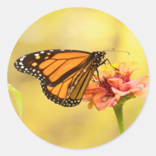 Monarch Butterfly op Zinnia Ronde Sticker