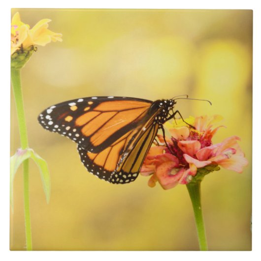 Monarch Butterfly op Zinnia Tegeltje (Voorkant)