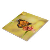 Monarch Butterfly op Zinnia Tegeltje (Zijkant)