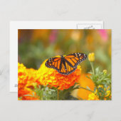 Monarch Butterfly Oranje Marigold Foto Briefkaart (Voorkant / Achterkant)