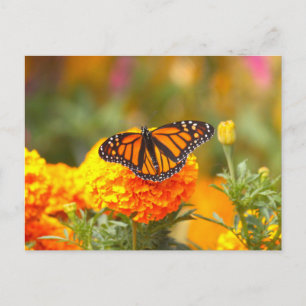 Monarch Butterfly Oranje Marigold Foto Briefkaart
