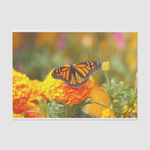 Monarch Butterfly Oranje Marigold Foto Tissuepapier
