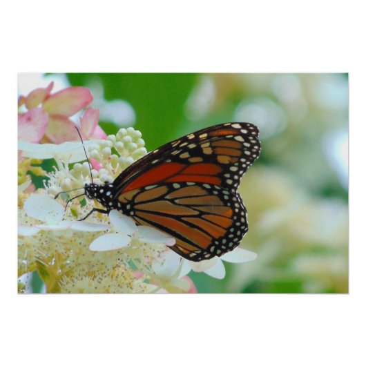 Monarch Butterfly Perfect Poster (Voorkant)