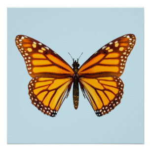 Monarch Butterfly Perfect Poster