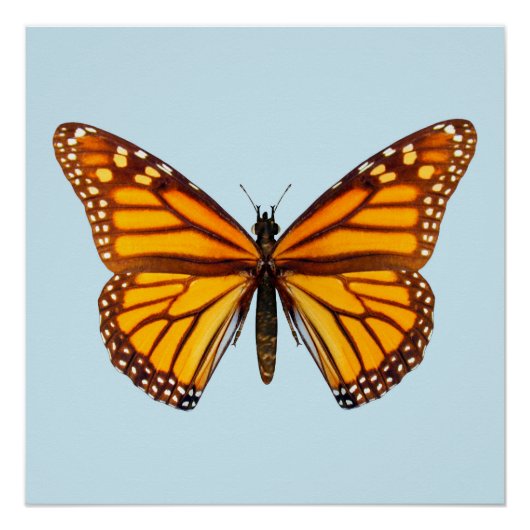 Monarch Butterfly Perfect Poster (Voorkant)